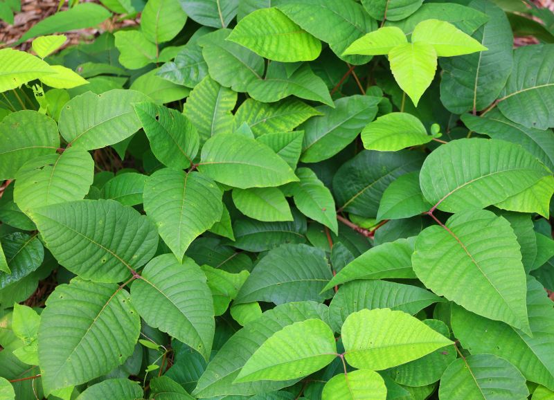 Poison Oak Removal in Allentown, PA